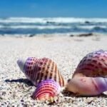Is Collecting Seashells From Beaches Legal