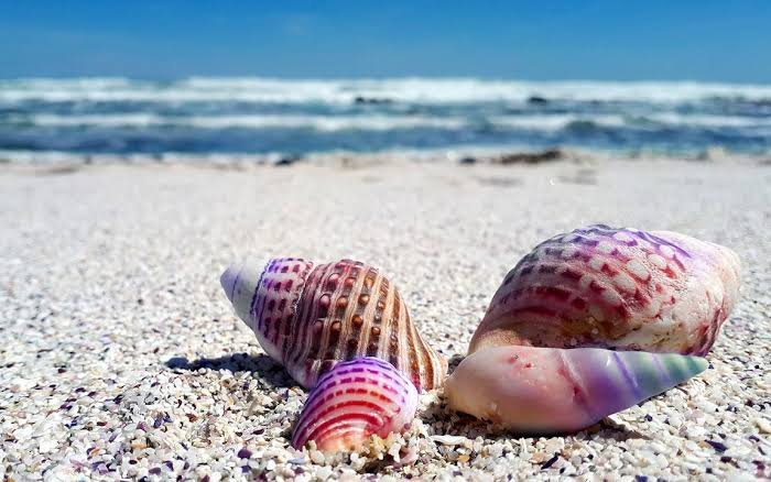 Is Collecting Seashells From Beaches Legal